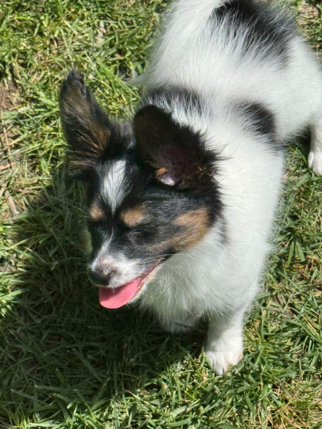 Will have puppies again in February 27- please message to be wait list media 15