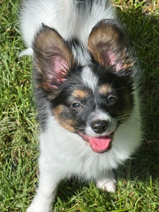 Will have puppies again in February 27- please message to be wait list media 14