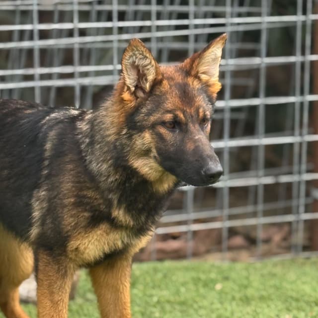 German Shepherd Dog Puppies media 2