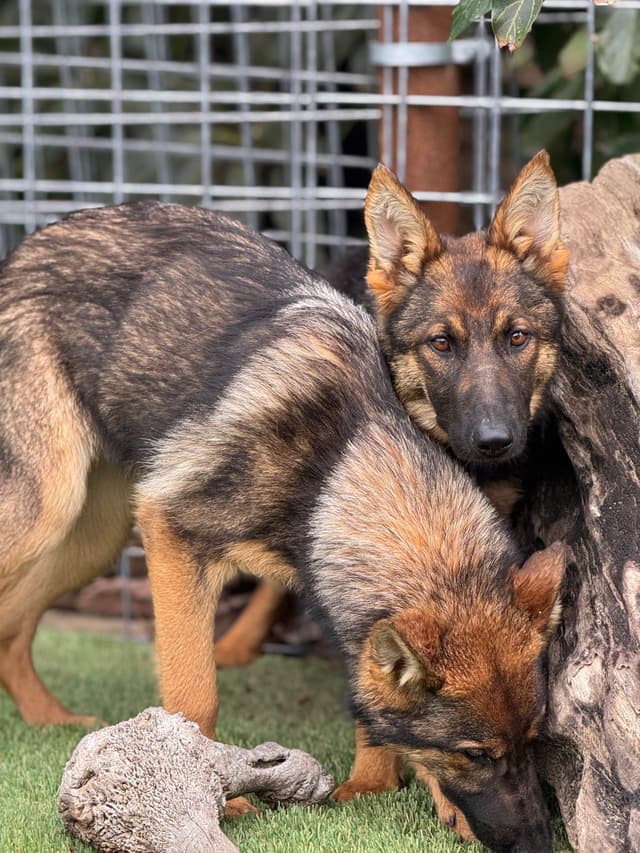 German Shepherd Dog Puppies media 3