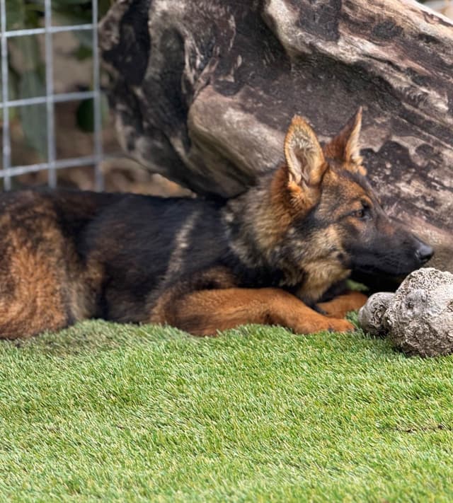 German Shepherd Dog Puppies media 4