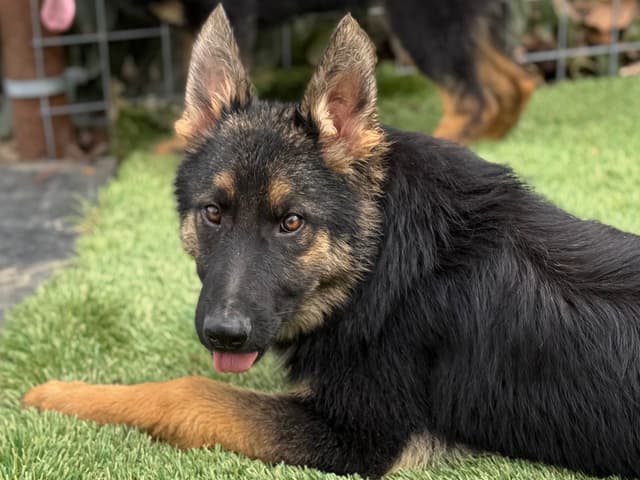 German Shepherd Dog Puppies media 5