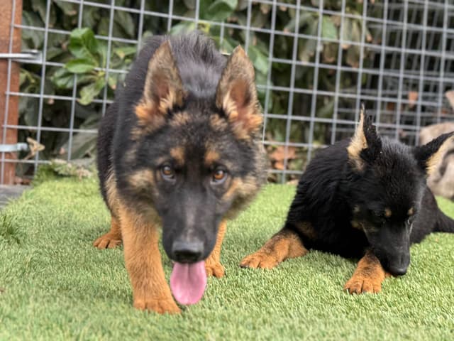 German Shepherd Dog Puppies media 6