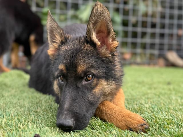 German Shepherd Dog Puppies media 7