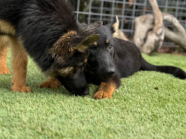 German Shepherd Dog Puppies media 8