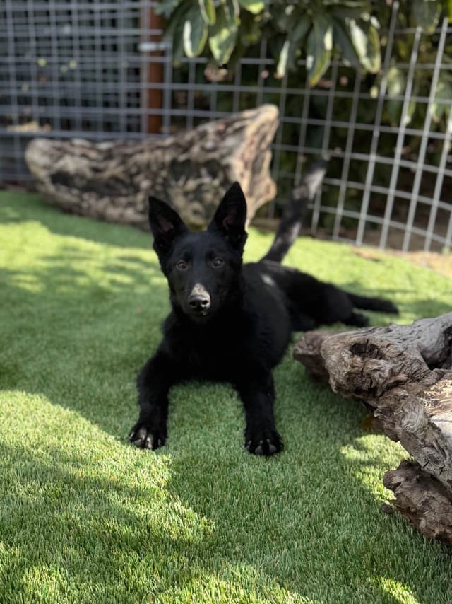 German Shepherd Dog Puppies media 9