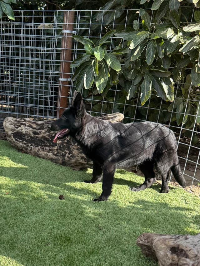 German Shepherd Dog Puppies media 10