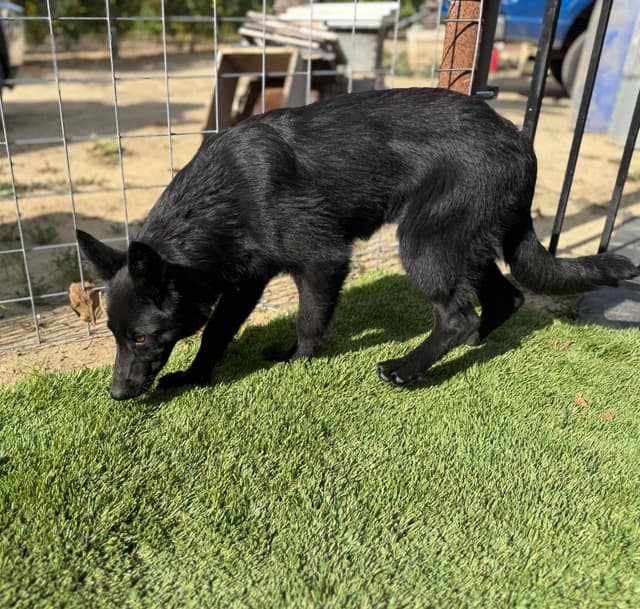 German Shepherd Dog Puppies media 11