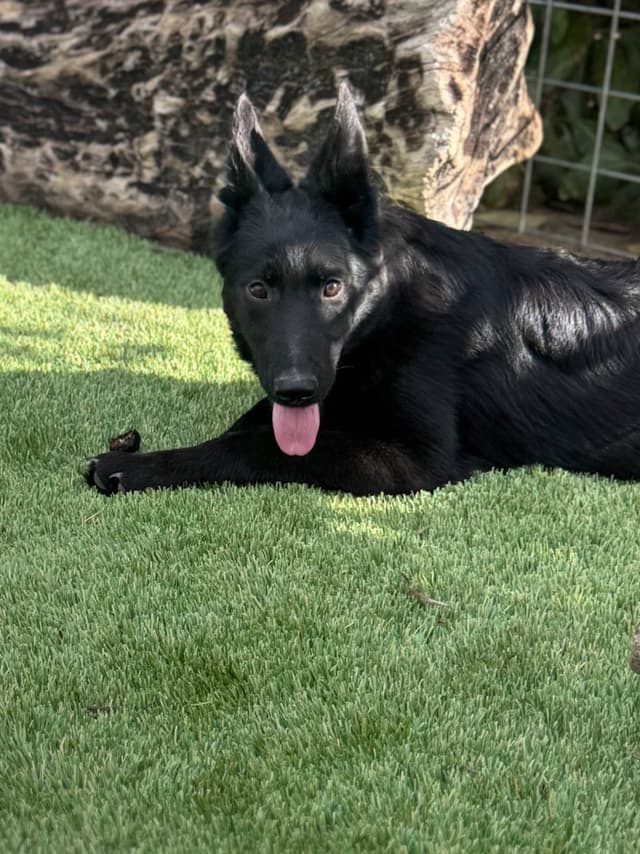 German Shepherd Dog Puppies media 12