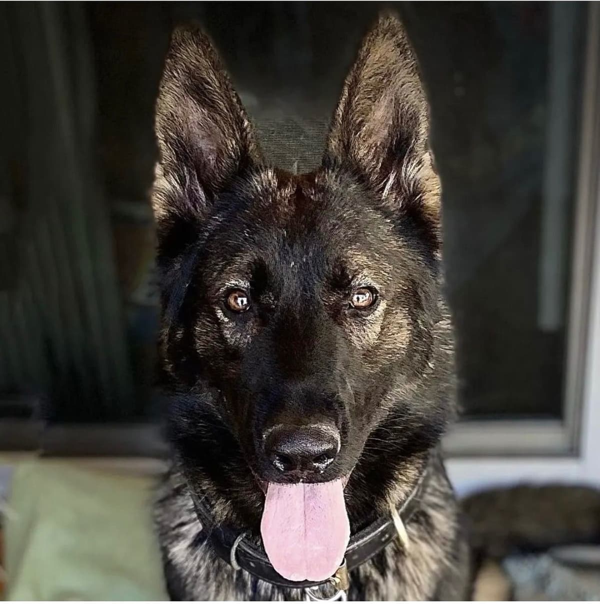 German Shepherd Dog Puppies breeder image 1
