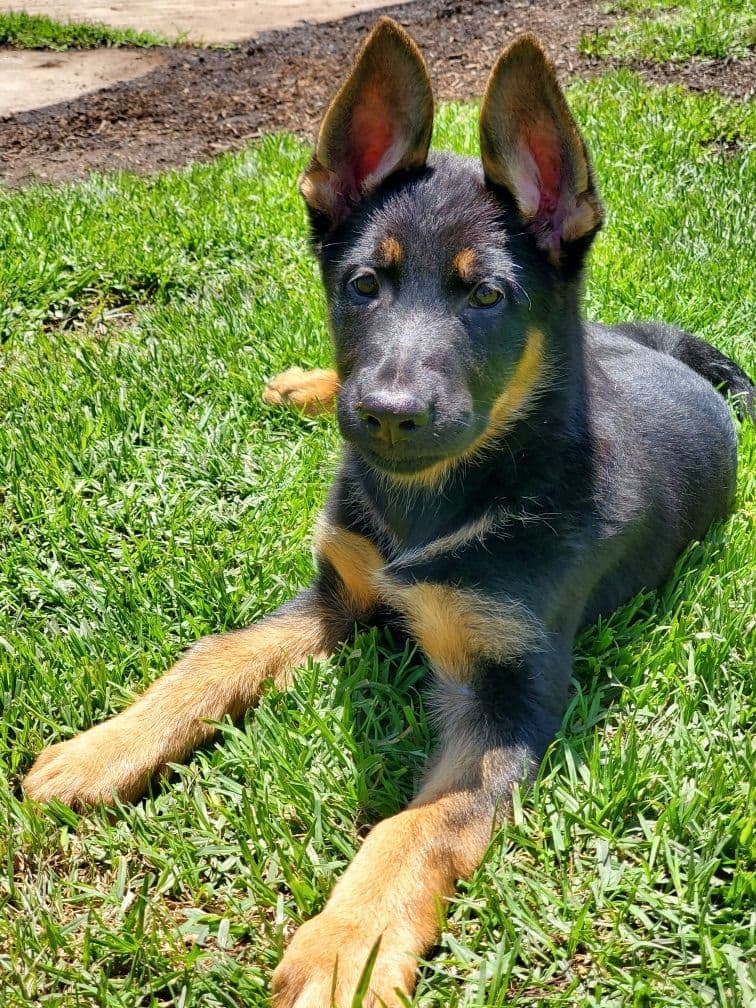 German Shepherd Dog Puppies breeder image 3