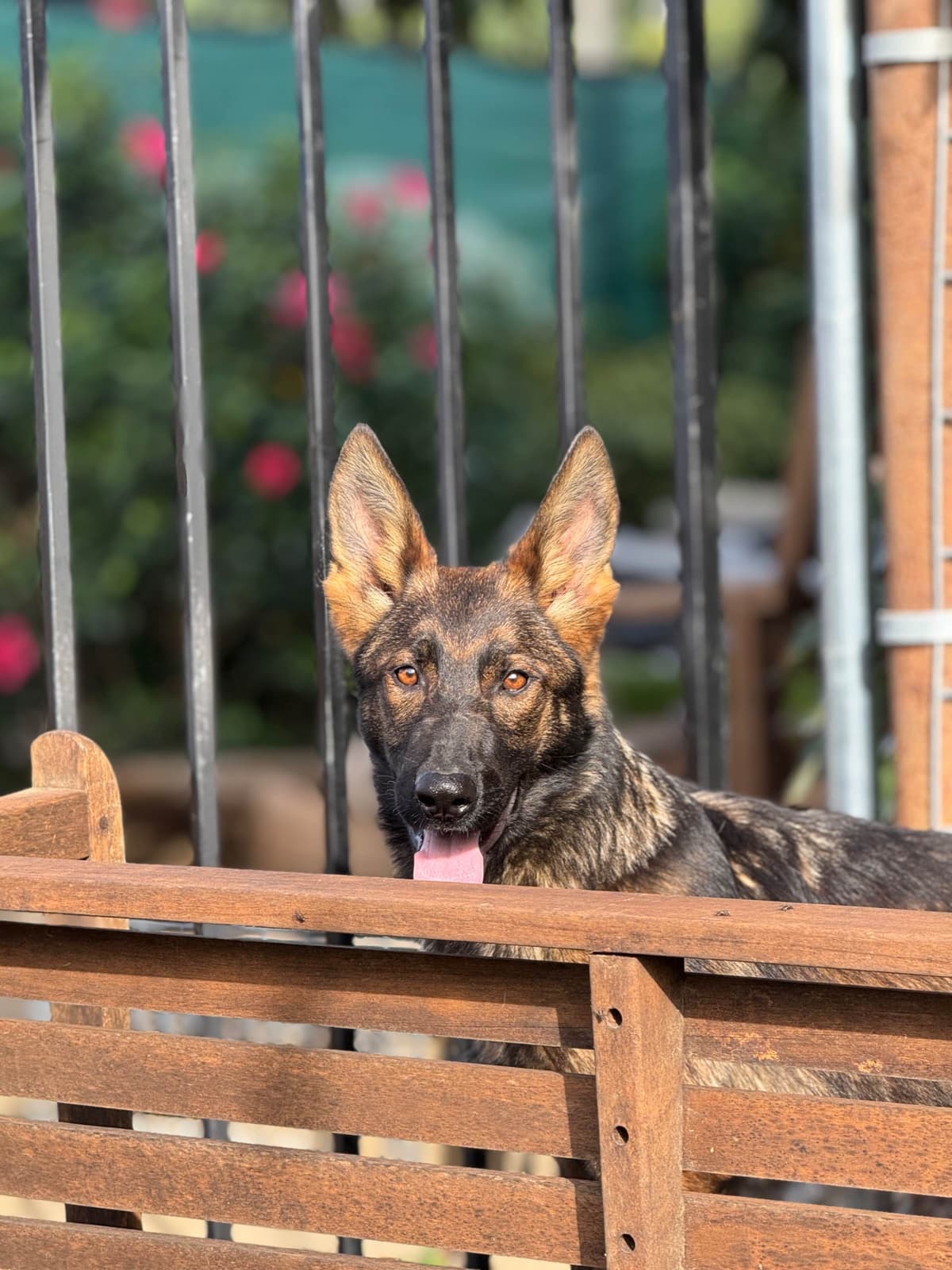 German Shepherd Dog Puppies breeder image 5