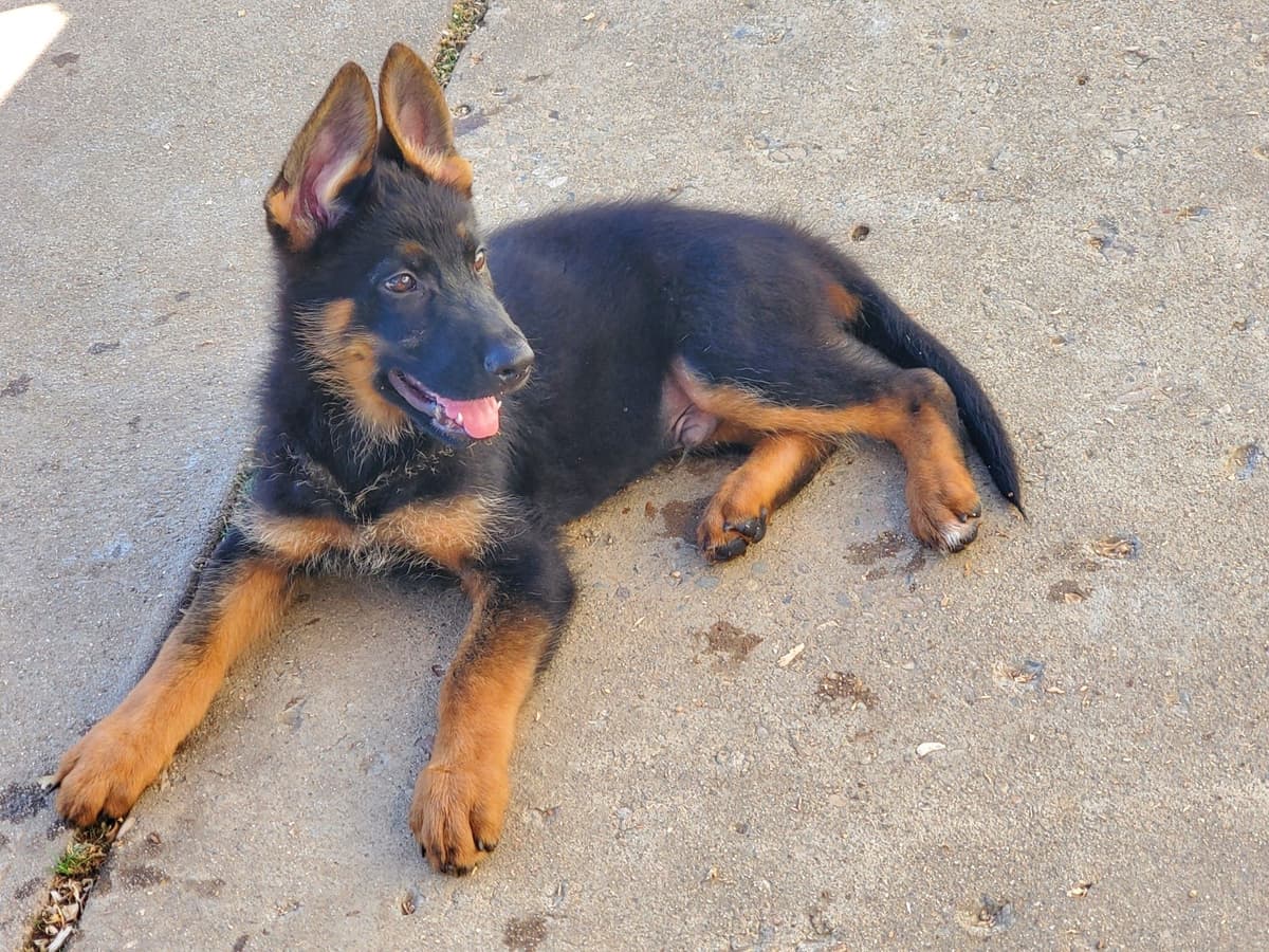 German Shepherd Dog Puppies breeder image 6
