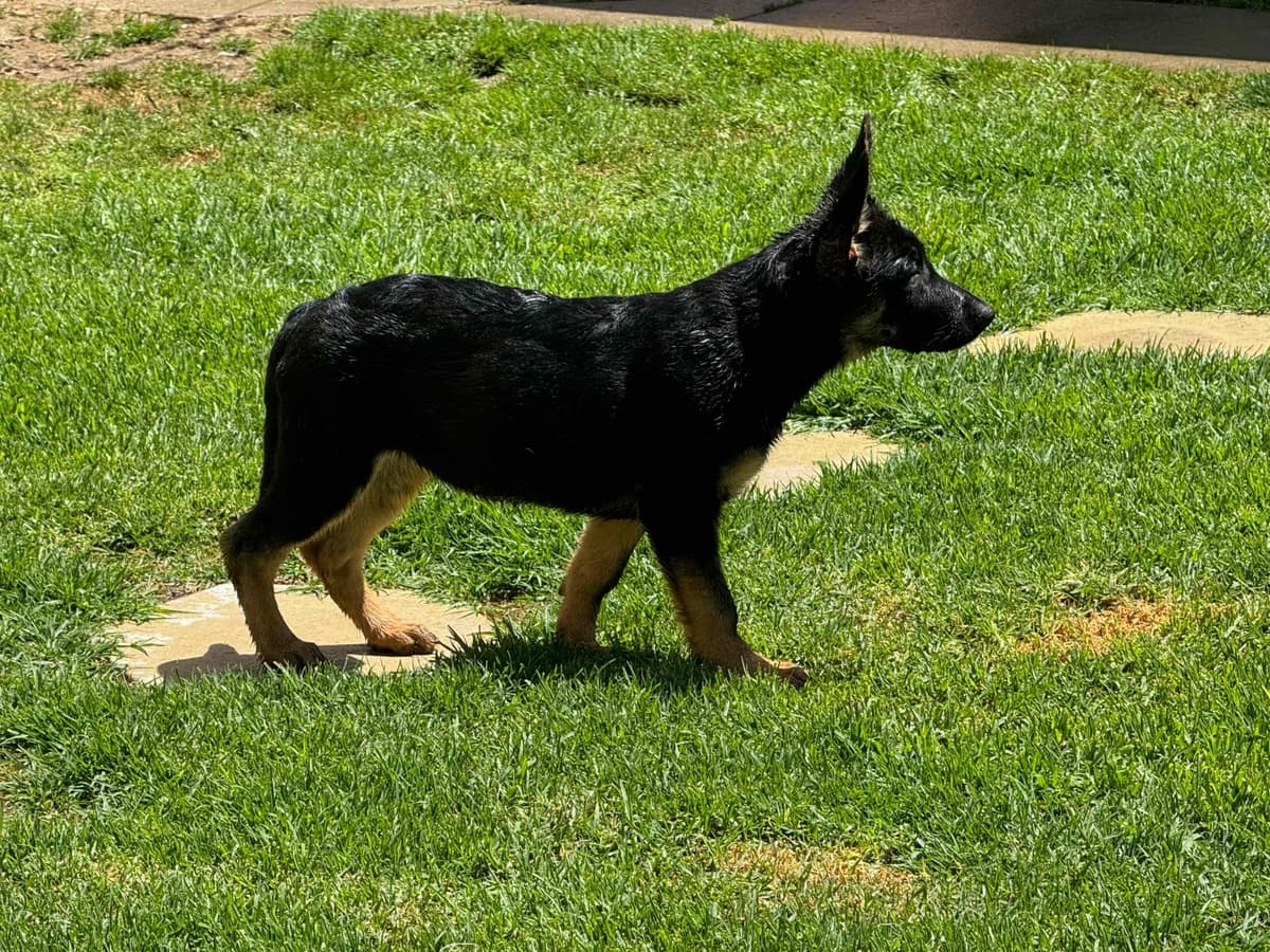 German Shepherd Dog Puppies breeder image 7