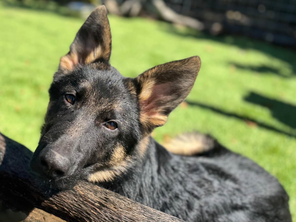 German Shepherd Dog Puppies breeder image 8