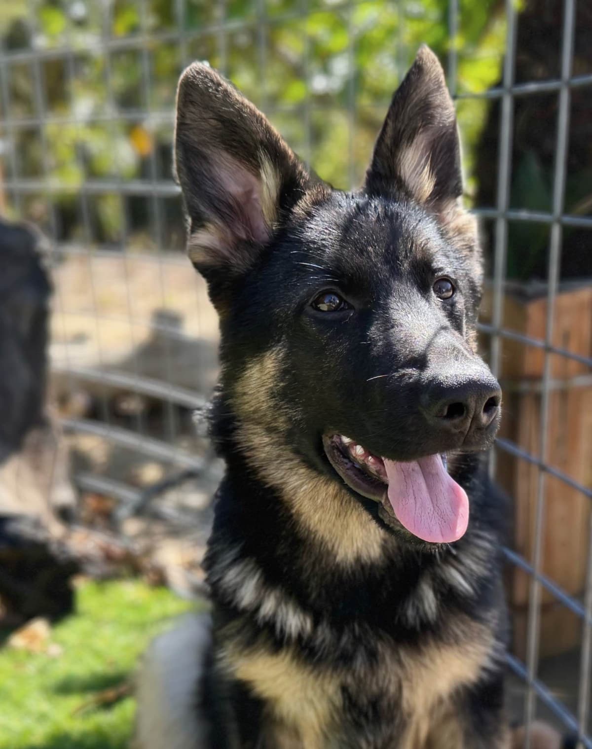 German Shepherd Dog Puppies breeder image 9