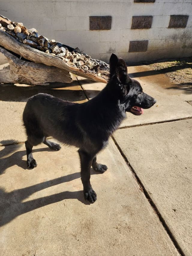 German Shepherd Dog Puppies media 13