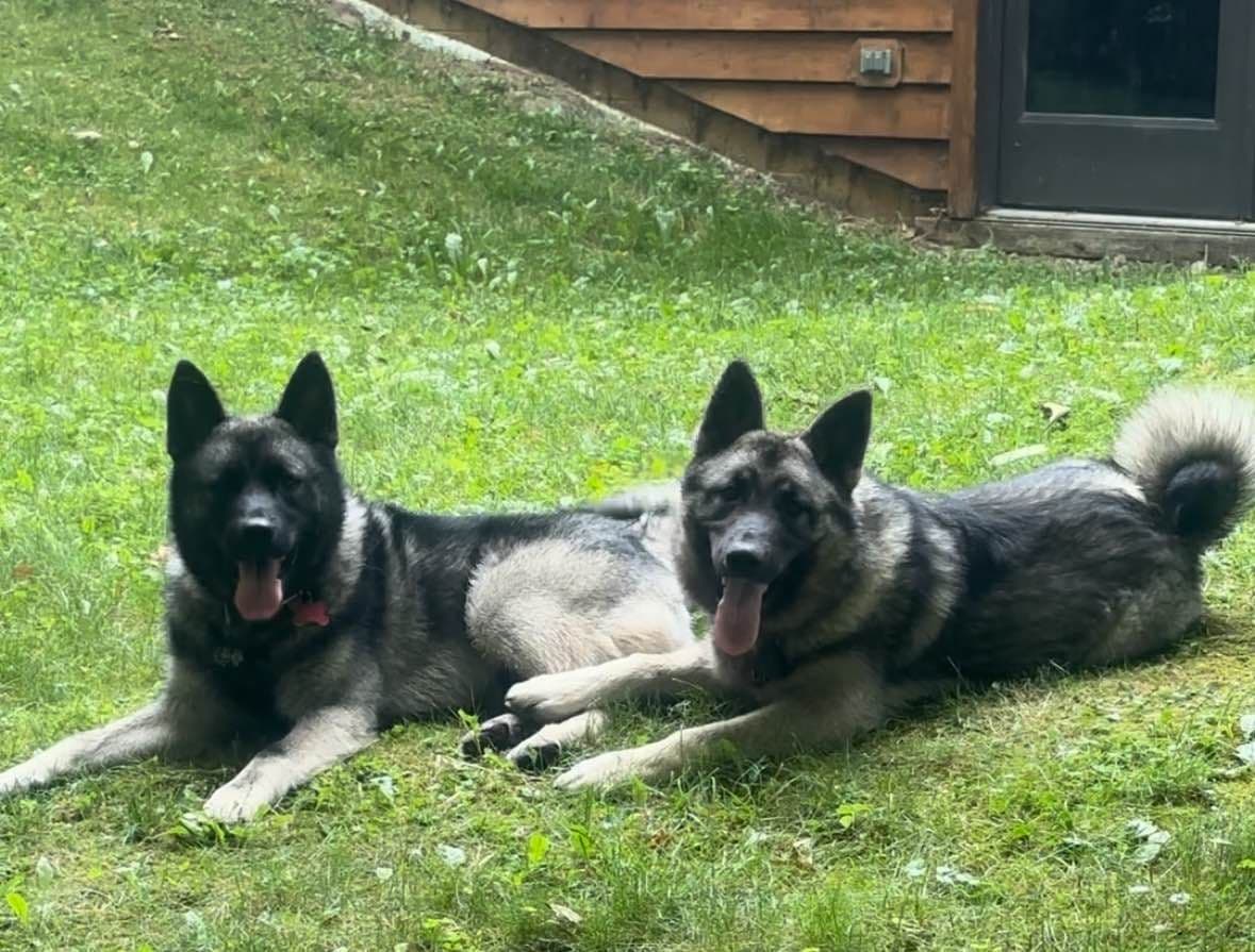 Norwegian Elkhound Puppies | Family-Raised on 200 Acres breeder image 1