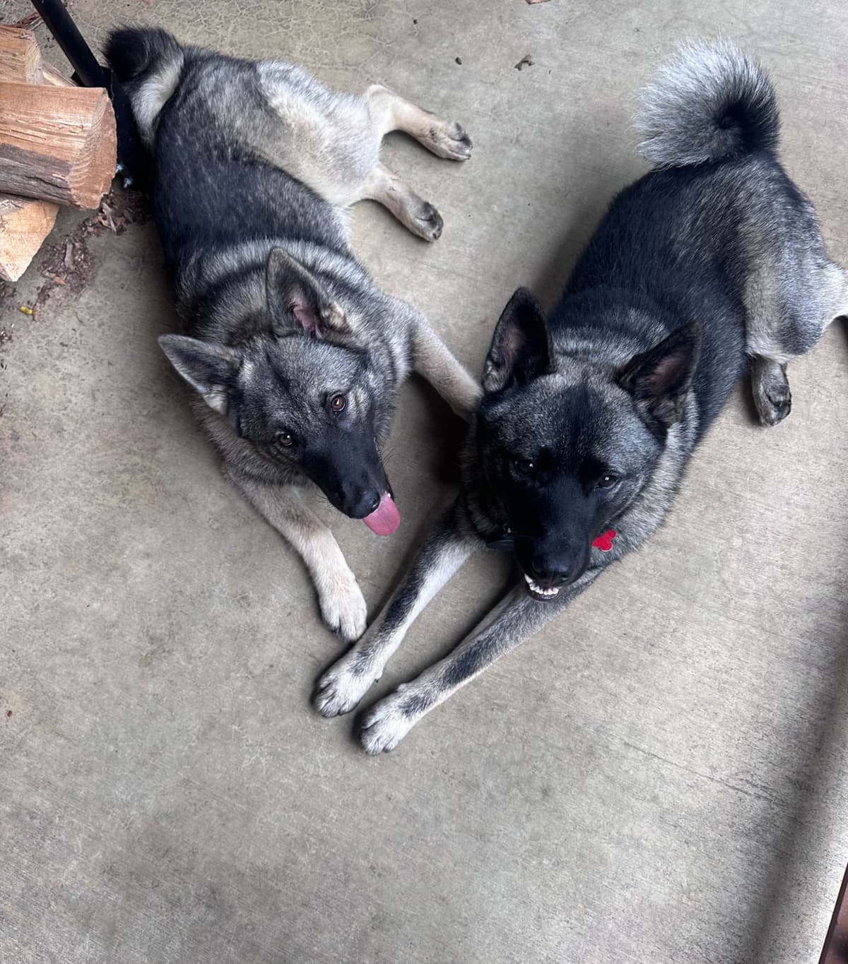 Norwegian Elkhound Puppies | Family-Raised on 200 Acres breeder image 5