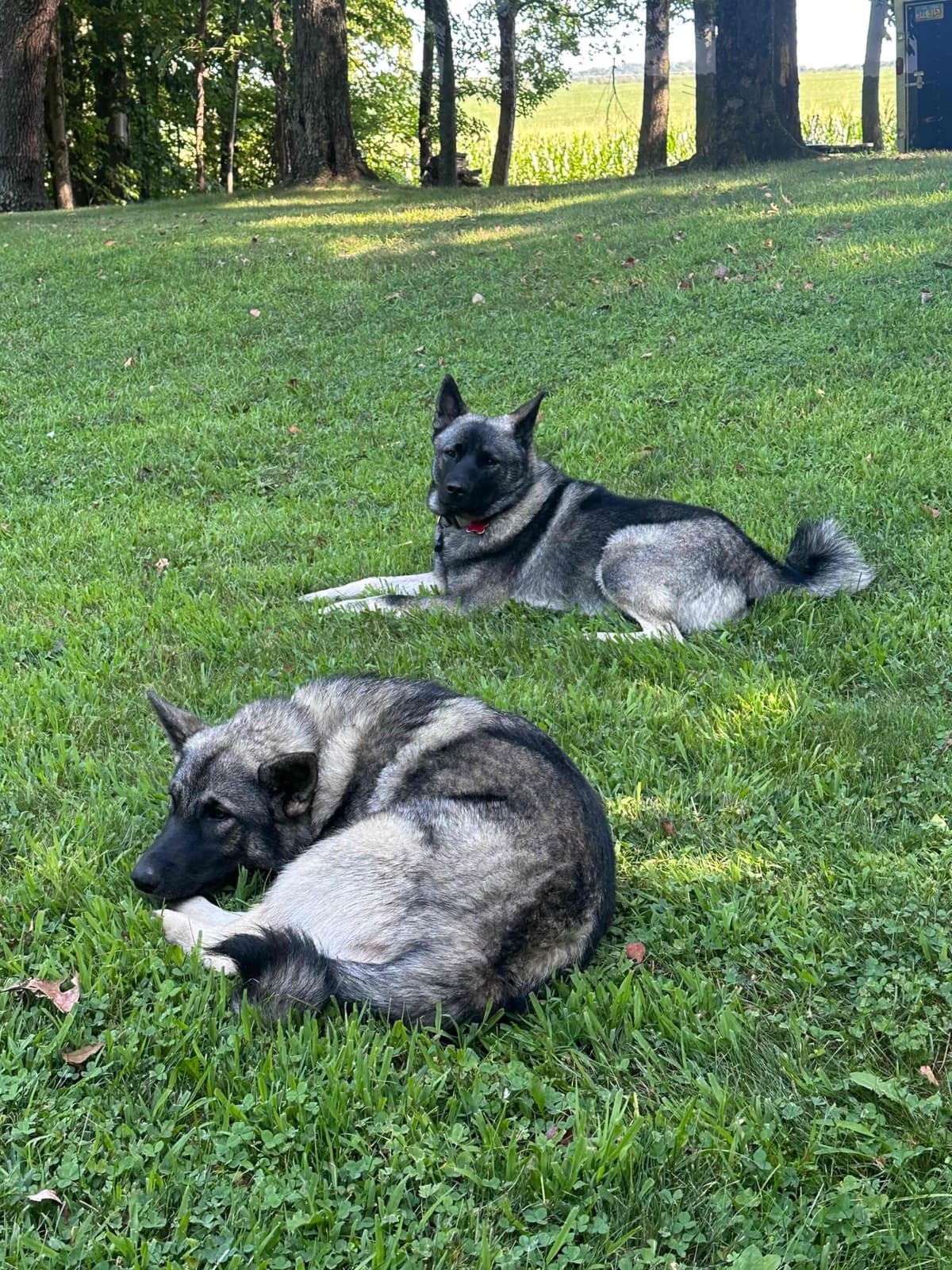 Norwegian Elkhound Puppies | Family-Raised on 200 Acres breeder image 4