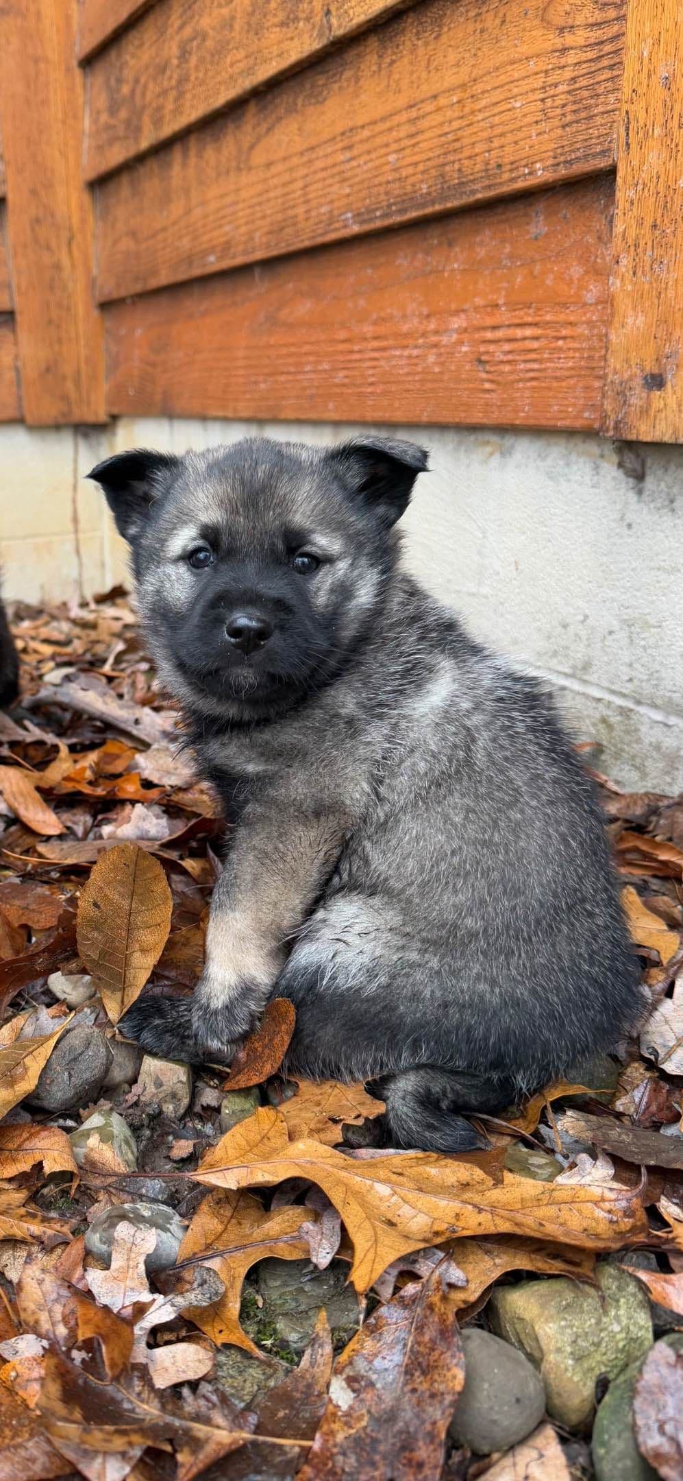 Norwegian Elkhound Puppies | Family-Raised on 200 Acres breeder image 8