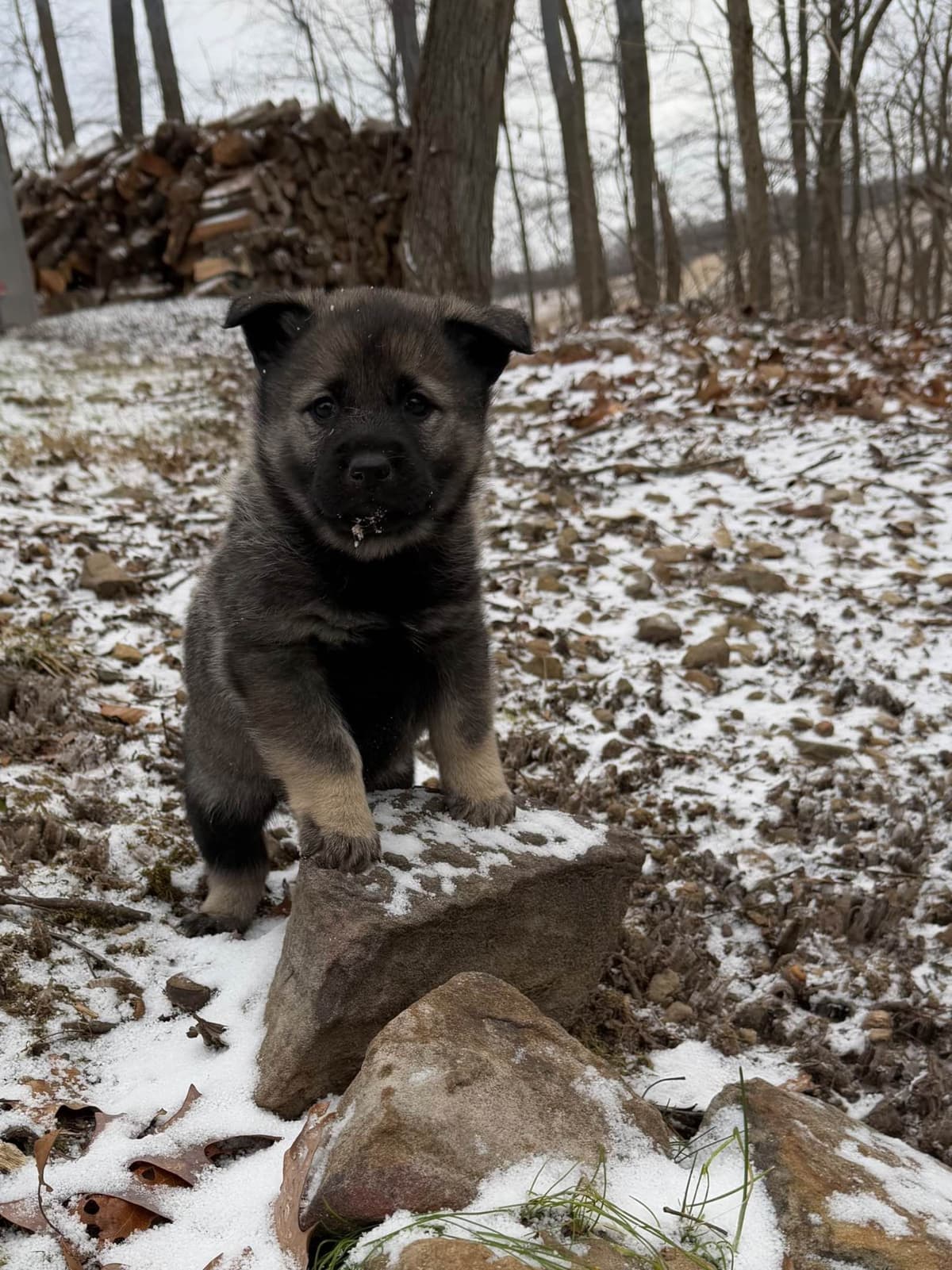 Norwegian Elkhound Puppies | Family-Raised on 200 Acres breeder image 9