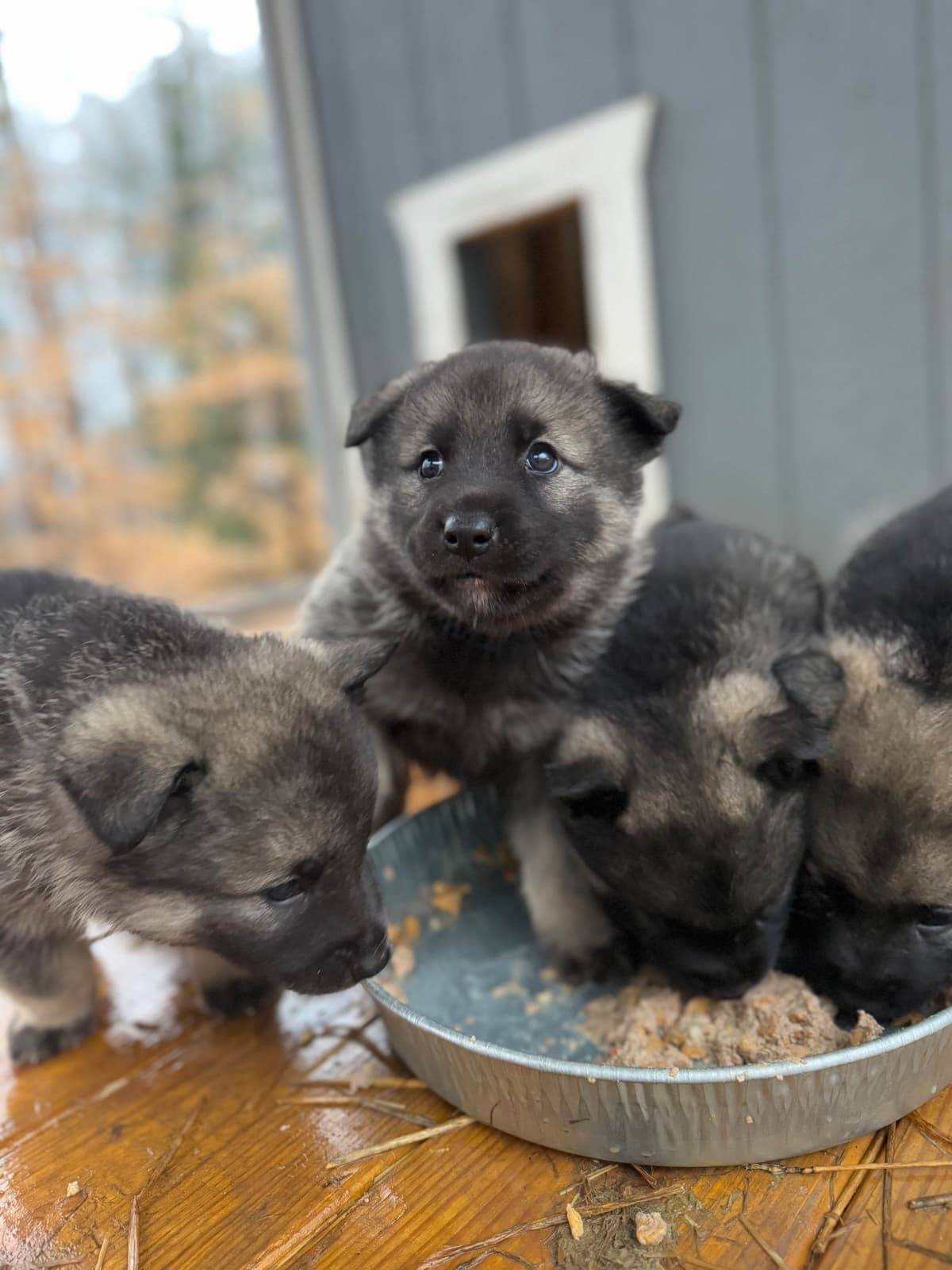 Norwegian Elkhound Puppies | Family-Raised on 200 Acres breeder image 10