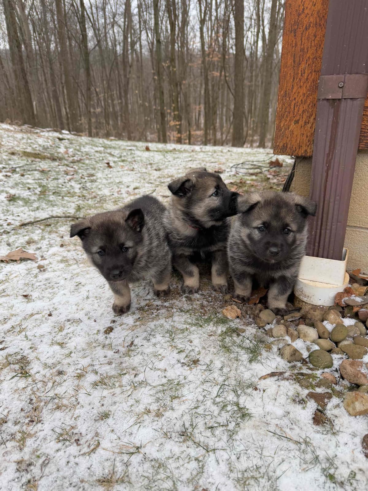 Norwegian Elkhound Puppies | Family-Raised on 200 Acres breeder image 11