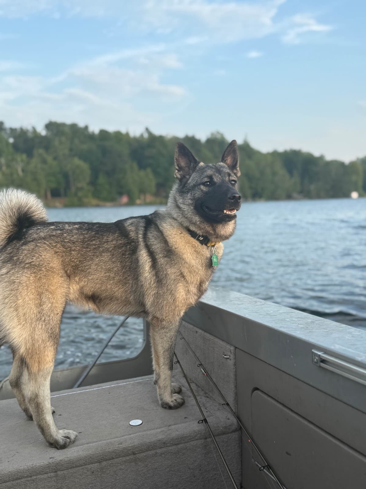 Norwegian Elkhound Puppies | Family-Raised on 200 Acres breeder image 6