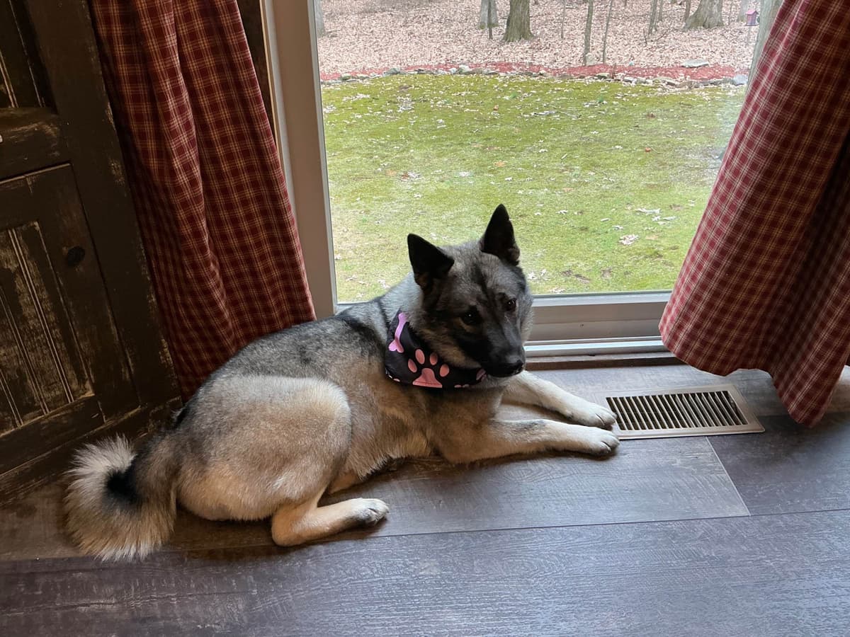 Norwegian Elkhound Puppies | Family-Raised on 200 Acres breeder image 3