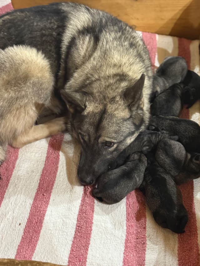 Norwegian Elkhound Puppies | Family-Raised on 200 Acres media 2