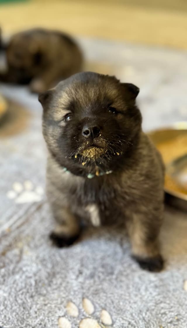 Norwegian Elkhound Puppies | Family-Raised on 200 Acres media 3
