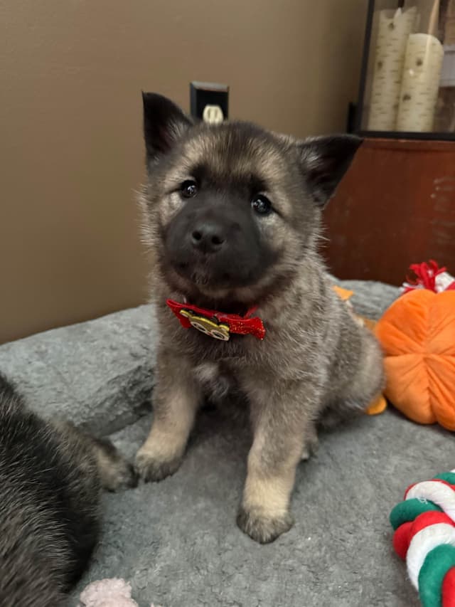 Norwegian Elkhound Puppies | Family-Raised on 200 Acres media 4