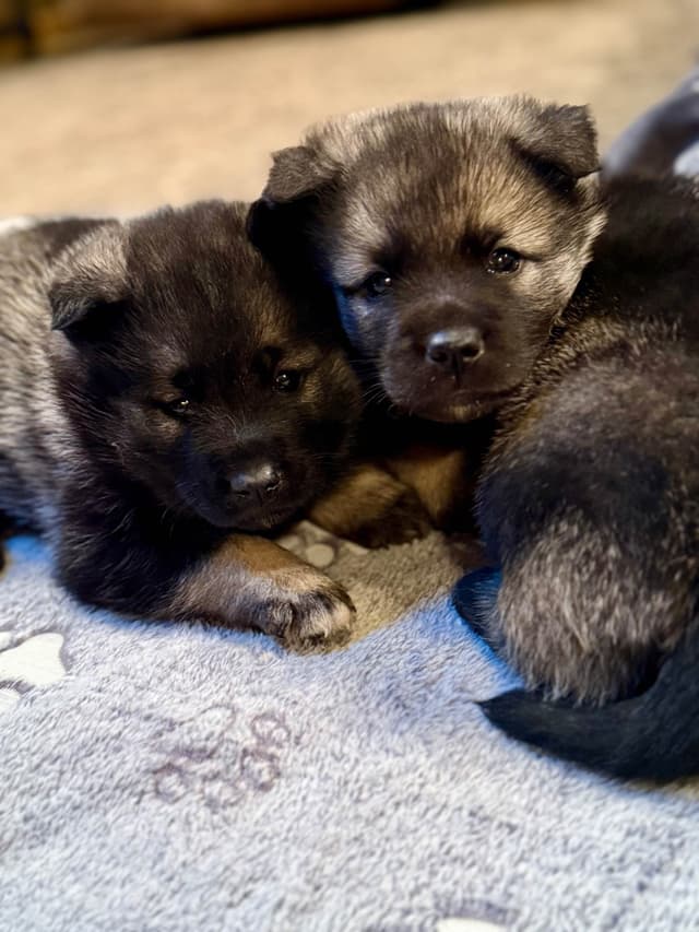 Norwegian Elkhound Puppies | Family-Raised on 200 Acres media 5