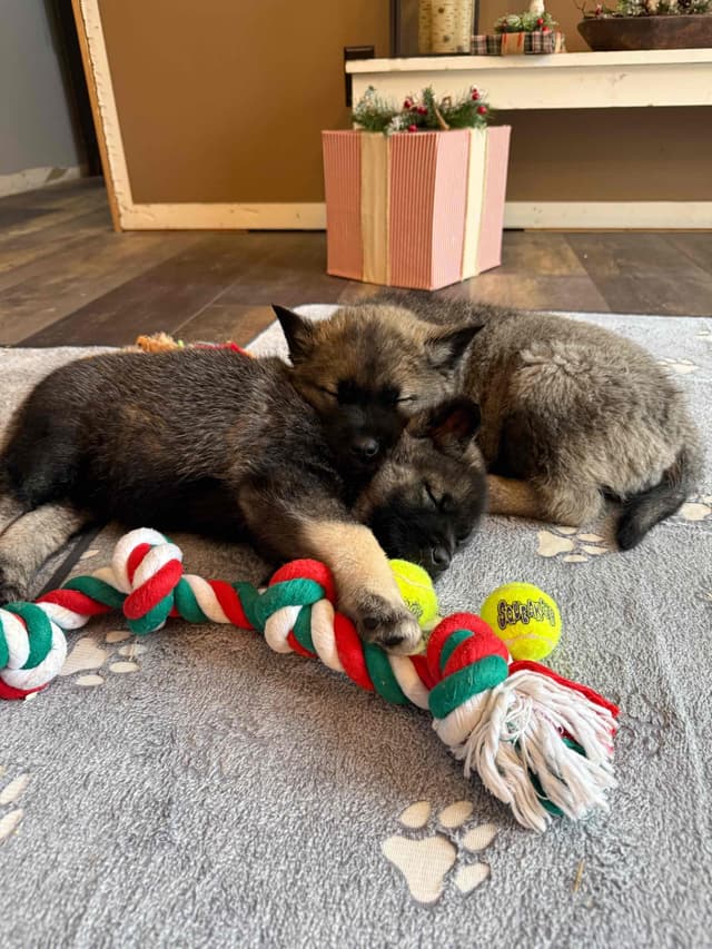 Norwegian Elkhound Puppies | Family-Raised on 200 Acres media 6
