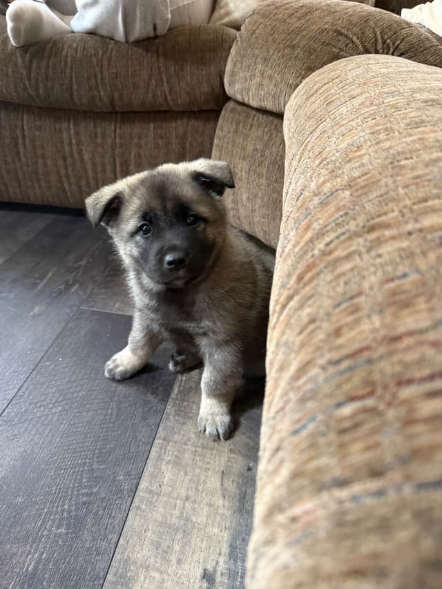 Norwegian Elkhound Puppies | Family-Raised on 200 Acres media 7