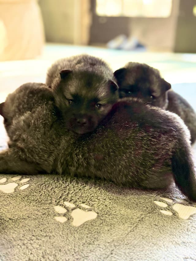 Norwegian Elkhound Puppies | Family-Raised on 200 Acres media 8
