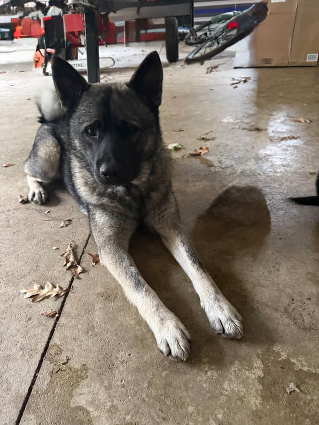 Norwegian Elkhound Puppies | Family-Raised on 200 Acres media 9