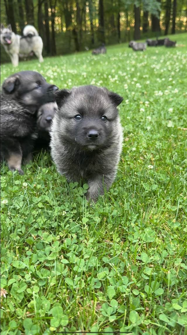 Norwegian Elkhound Puppies | Family-Raised on 200 Acres media 10