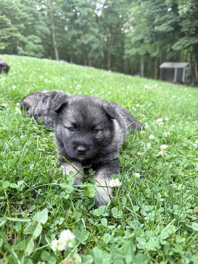 Norwegian Elkhound Puppies | Family-Raised on 200 Acres media 11