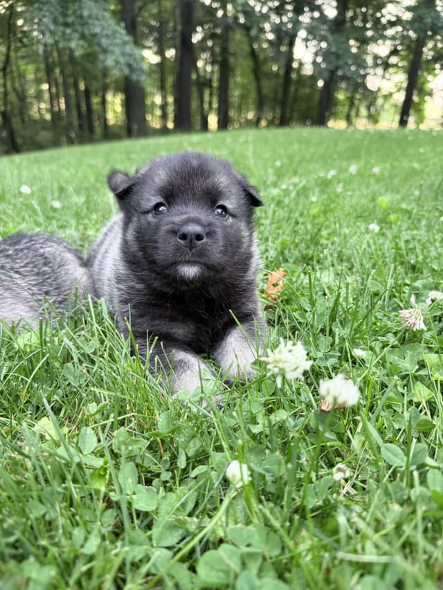 Norwegian Elkhound Puppies | Family-Raised on 200 Acres media 12