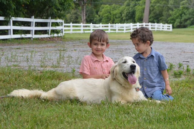 English Cream Golden Retriever Puppies media 12
