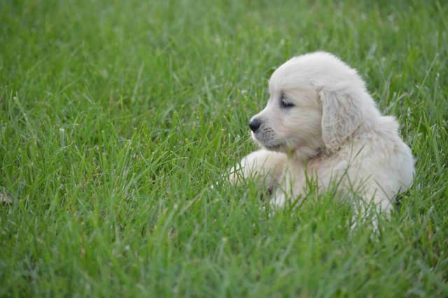 English Cream Golden Retriever Puppies media 3