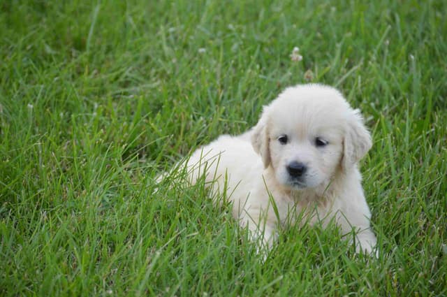English Cream Golden Retriever Puppies media 4