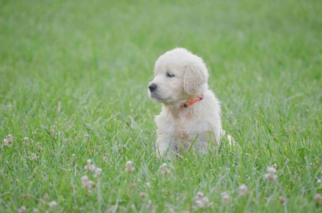 English Cream Golden Retriever Puppies media 2