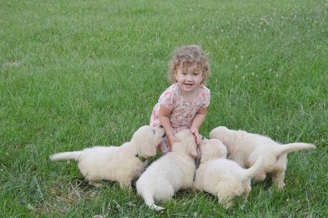 English Cream Golden Retriever Puppies media 9