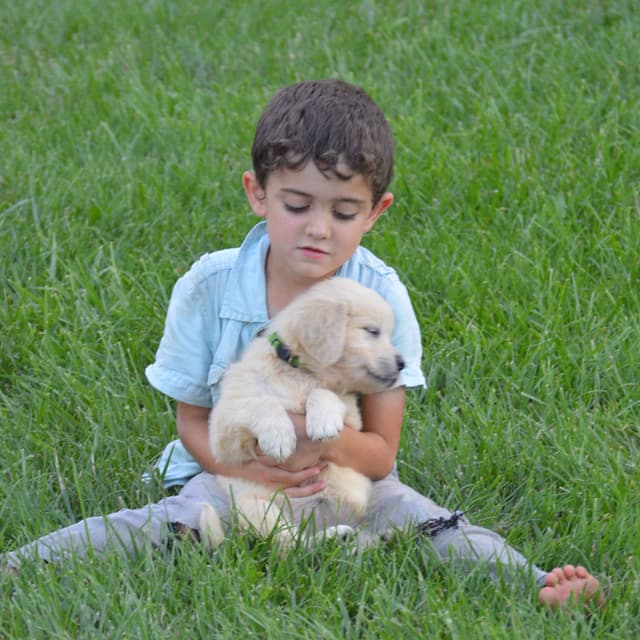 English Cream Golden Retriever Puppies media 10