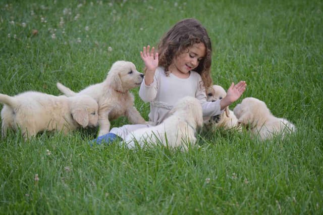 English Cream Golden Retriever Puppies media 8
