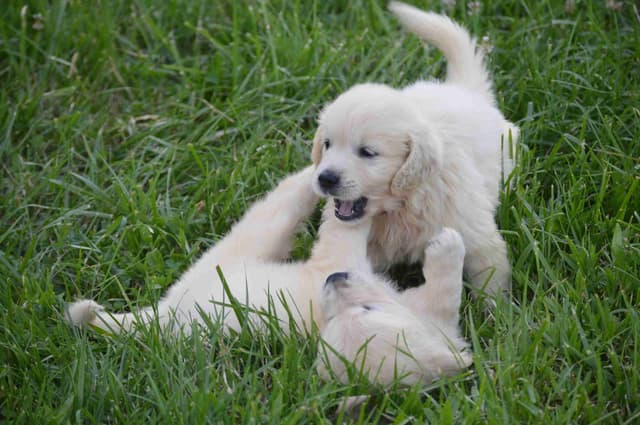 English Cream Golden Retriever Puppies media 11