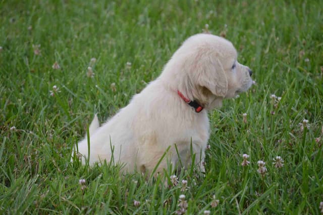 English Cream Golden Retriever Puppies media 5